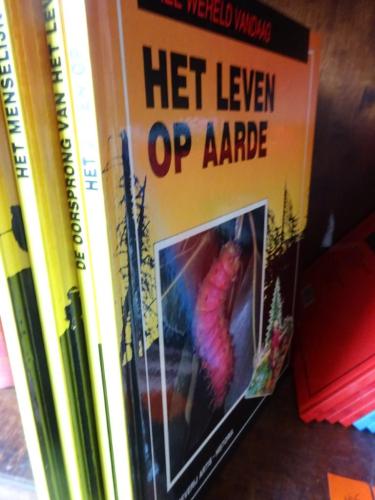 ARTIS geel 4x – kavel bij Openbare Verkopen, Izegem